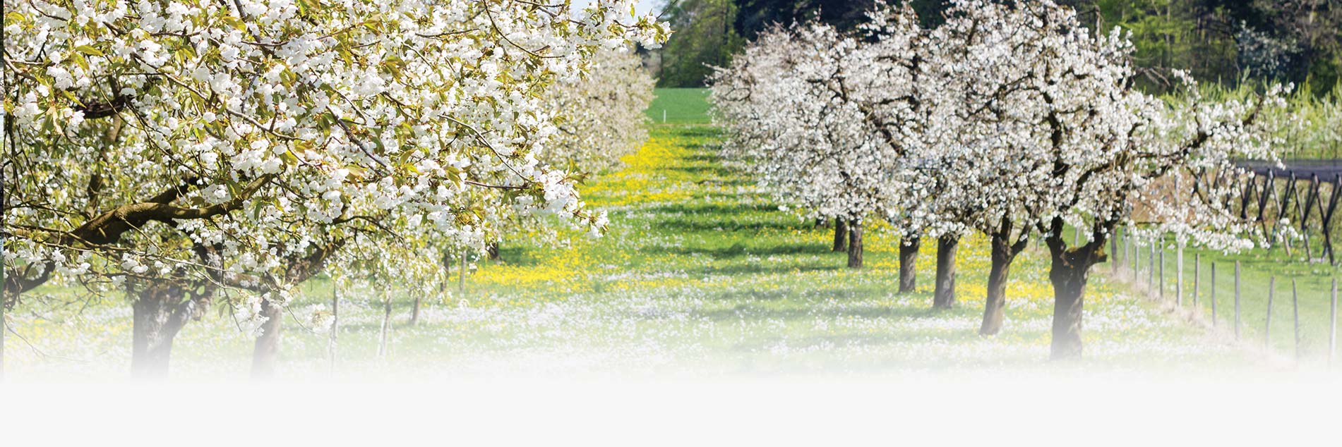 Le printemps est la 
